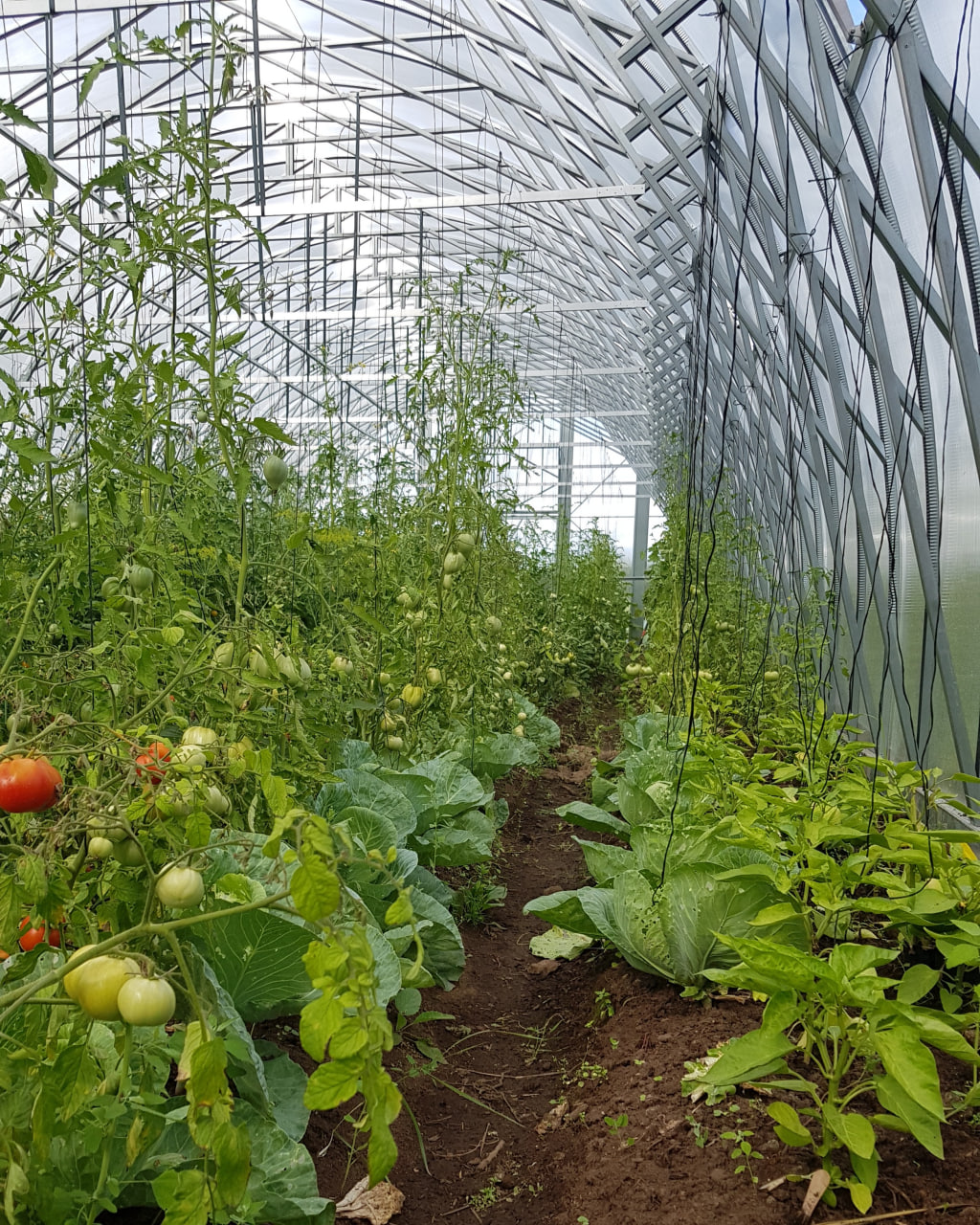 Ecoslider Slider Industrial arched greenhouse 6x10m W10 — изображение 6